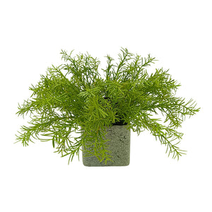 Candlelit Pot Springeri Fern with Candle Holder. 16in