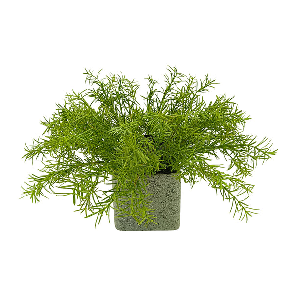 Candlelit Pot Springeri Fern with Candle Holder. 16in