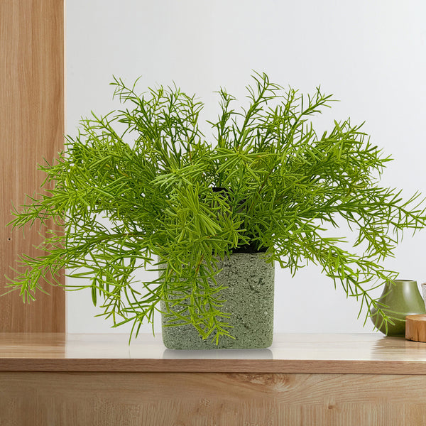 Candlelit Pot Springeri Fern with Candle Holder. 16in