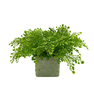 Candlelit Pot Maidenhair Fern with Candle Holder. 16in