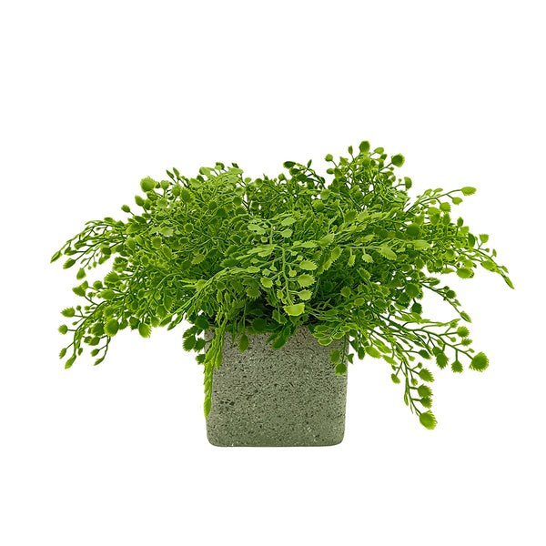 Candlelit Pot Maidenhair Fern with Candle Holder. 16in