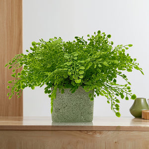 Candlelit Pot Maidenhair Fern with Candle Holder. 16in