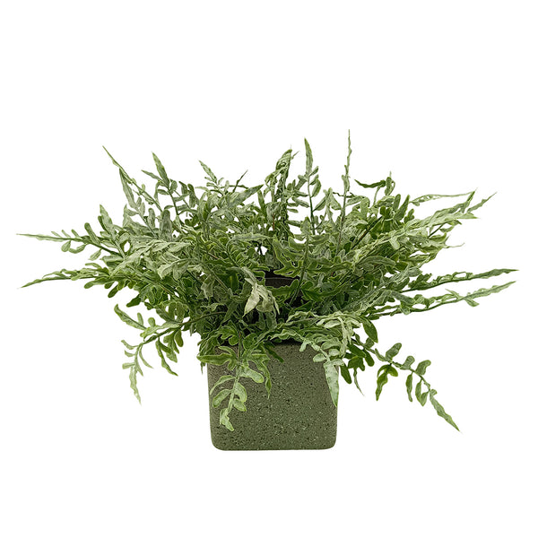 Candlelit Pot Asplenium Fern with Candle Holder. 16in