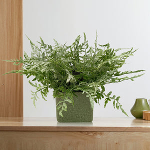 Candlelit Pot Asplenium Fern with Candle Holder. 16in