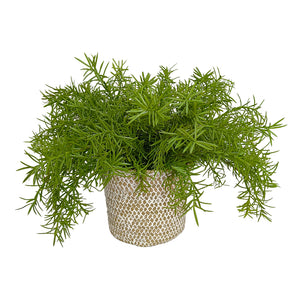 Candlelit Seagrass Basket Asplenium Fern with Candle Holder. 18in