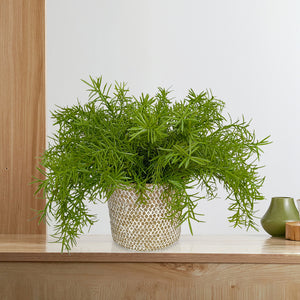 Candlelit Seagrass Basket Asplenium Fern with Candle Holder. 18in