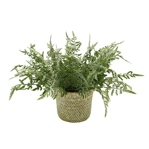 Candlelit Seagrass Basket Asplenium Fern with Candle Holder. 18in