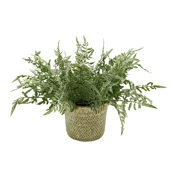 Candlelit Seagrass Basket Asplenium Fern with Candle Holder. 18in