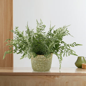 Candlelit Seagrass Basket Asplenium Fern with Candle Holder. 18in