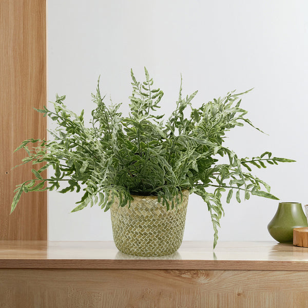 Candlelit Seagrass Basket Asplenium Fern with Candle Holder. 18in