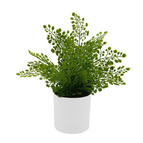 Maidenhair Fern in Ceramic with Up-lights