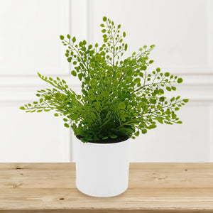 Maidenhair Fern in Ceramic with Up-lights