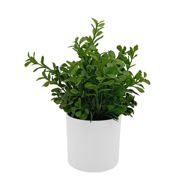 Dark Boxwood in Ceramic with Up-lights