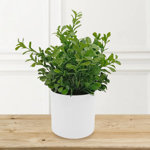 Dark Boxwood in Ceramic with Up-lights