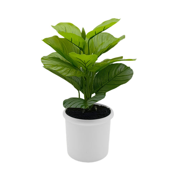 Calathea Plant in Ceramic with Up-lights
