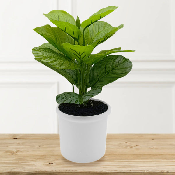 Calathea Plant in Ceramic with Up-lights