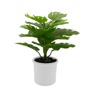 Monstera Plant in Ceramic with Up-lights