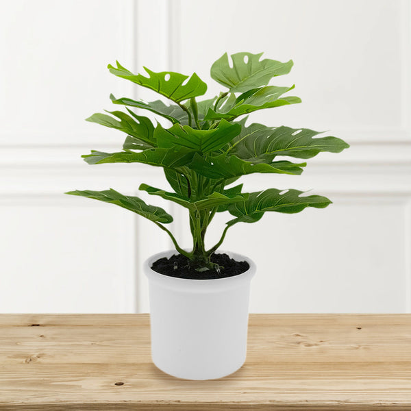 Monstera Plant in Ceramic with Up-lights