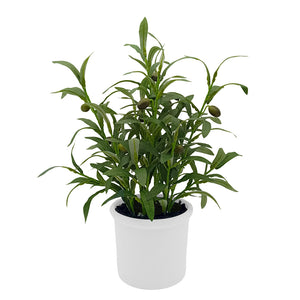 Olive Plant in Ceramic with Up-lights