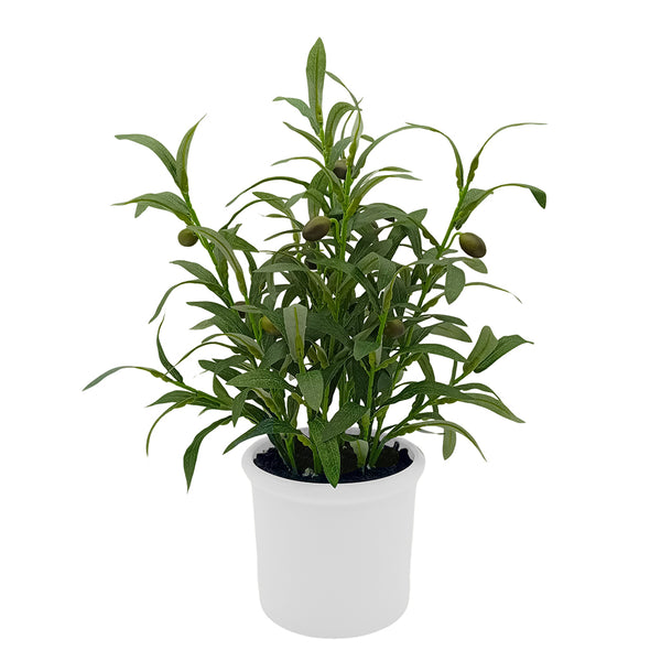 Olive Plant in Ceramic with Up-lights