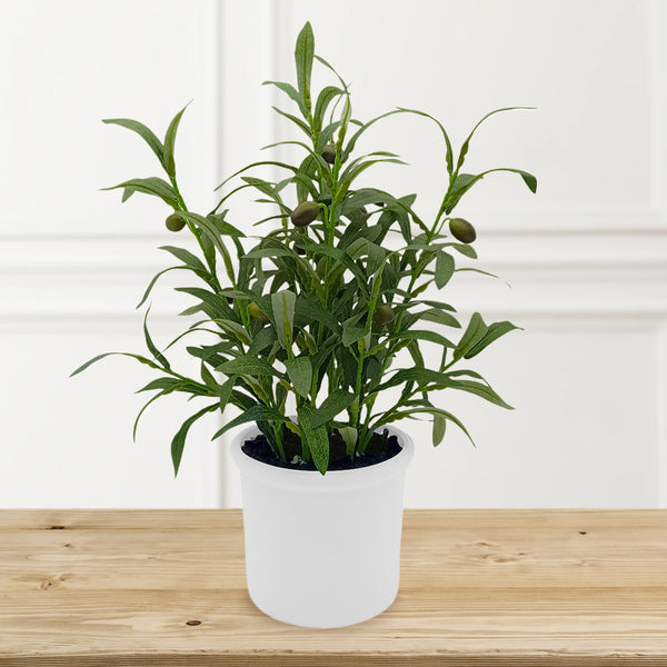 Olive Plant in Ceramic with Up-lights