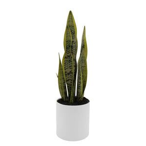 Sansevieria with Up-lights in PE Pot