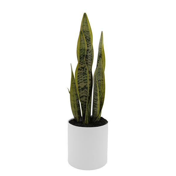 Sansevieria with Up-lights in PE Pot