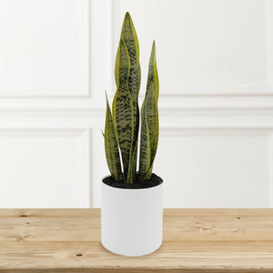 Sansevieria with Up-lights in PE Pot
