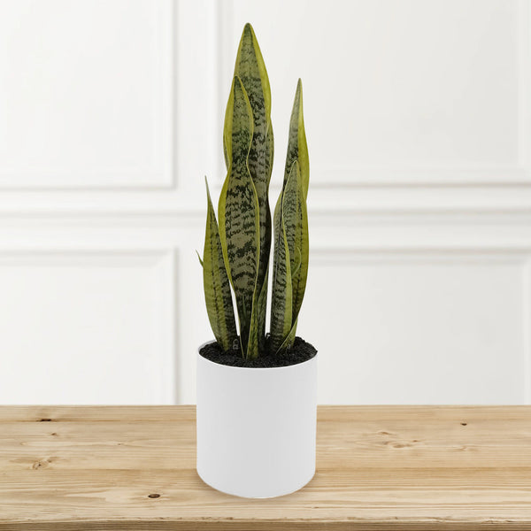 Sansevieria with Up-lights in PE Pot
